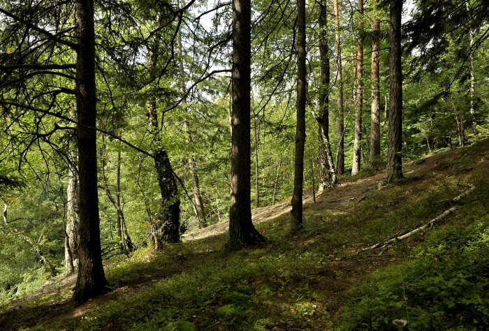 Kunčice p.O. typické suché tkz. selské lesíky
